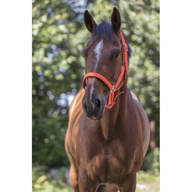 Недоуздок неоновых цветов NORTON