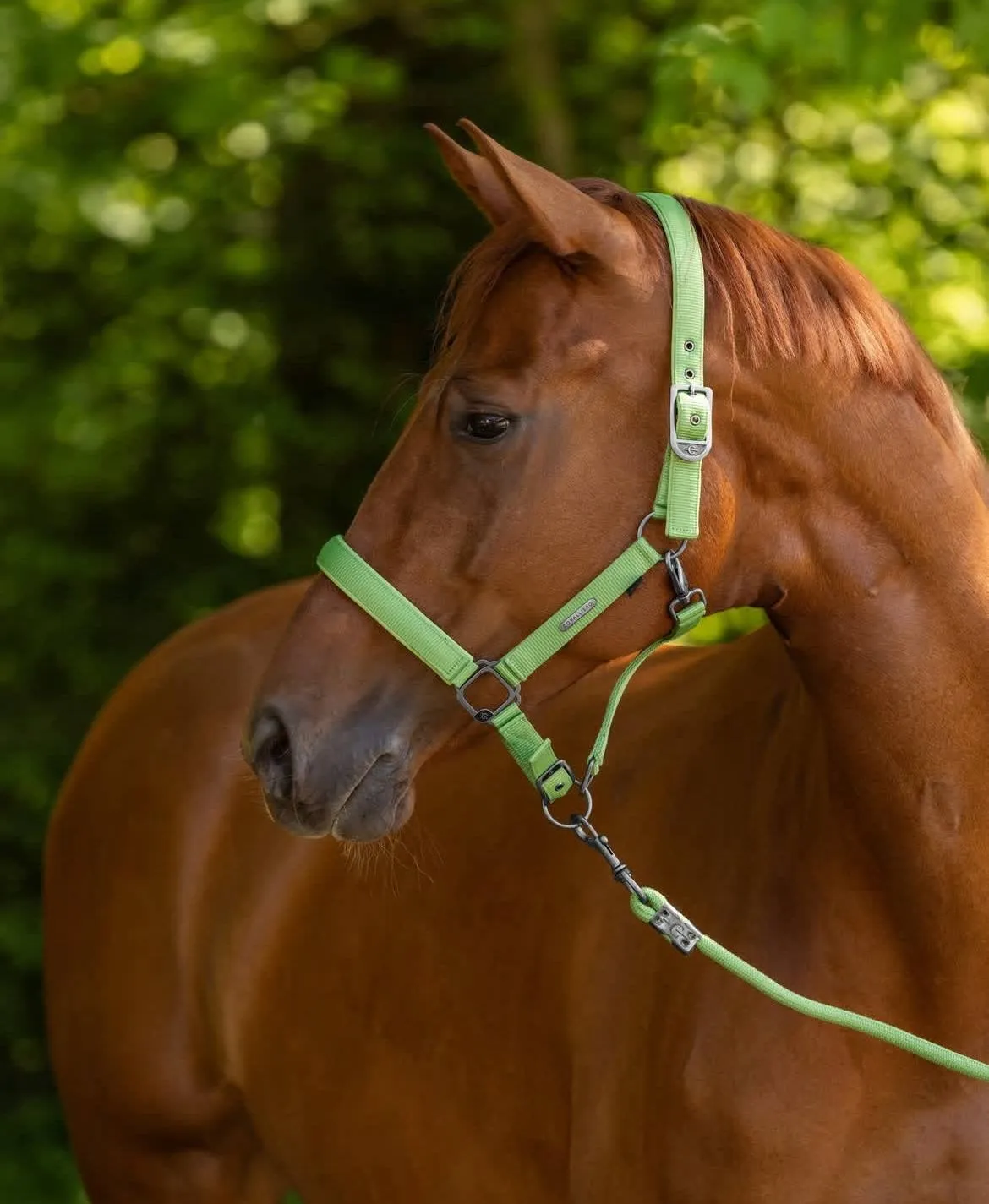 Недоуздок Covalliero c чумбуром S/S25 зеленый full