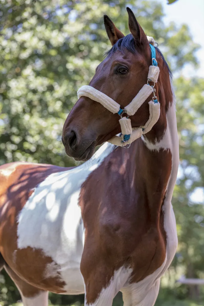 Недоуздок с мехом Mouton Synthetique