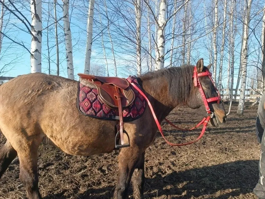 Седло для лошади