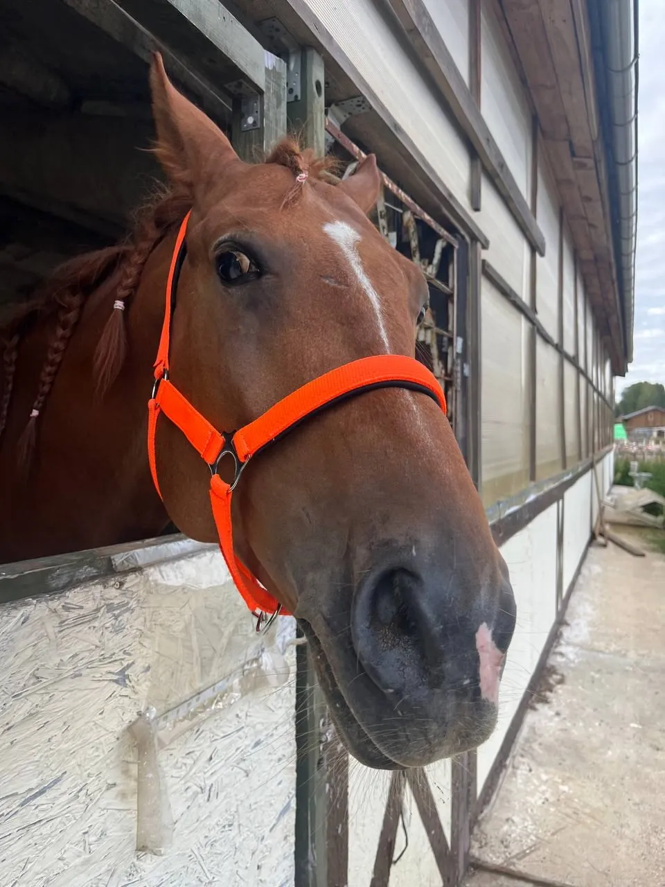 Недоуздок неон Norton оранжевый коб