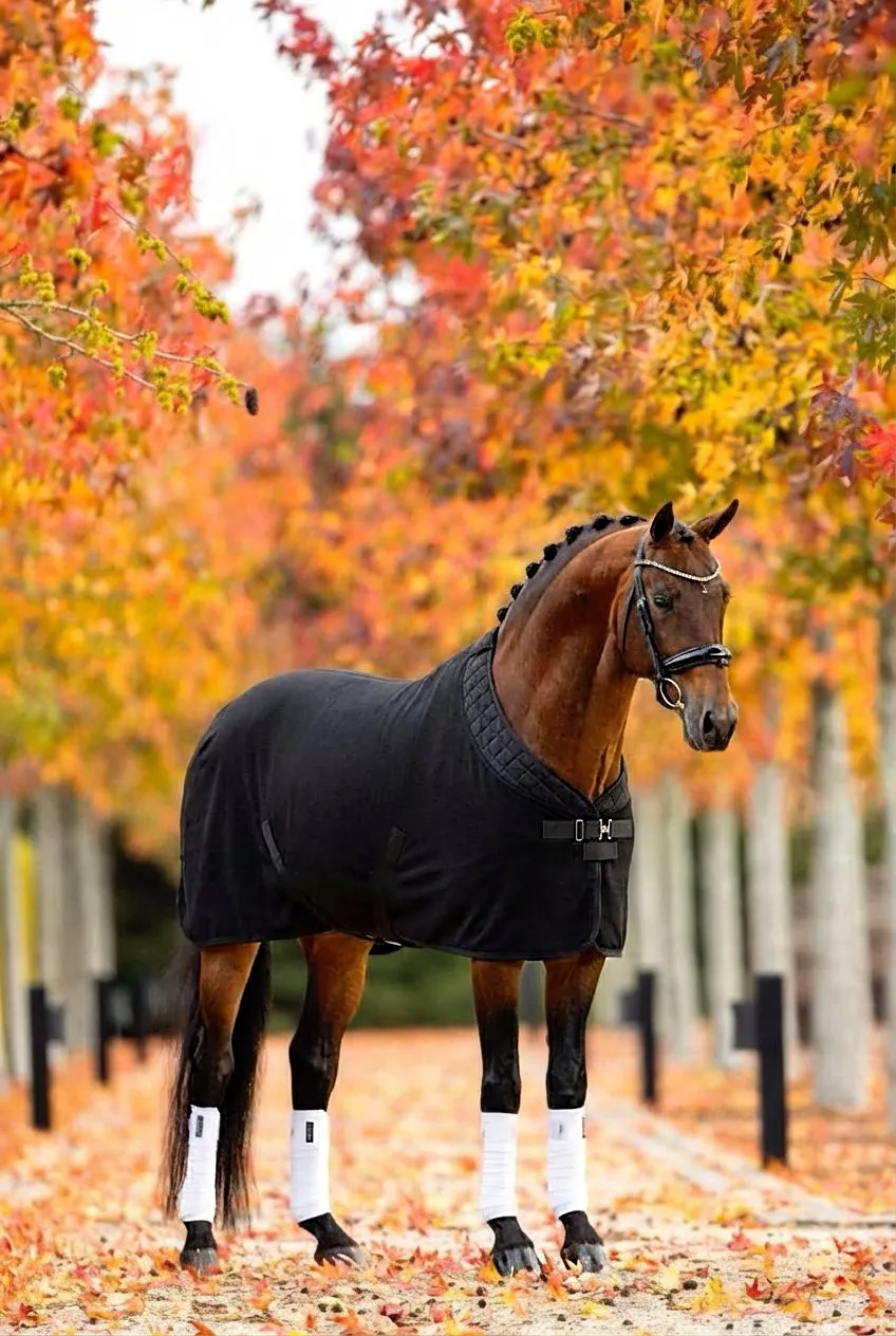 Попона флисовая для лошади конный спорт, верховая езда ОколоКони, цвет черный, р-р 145