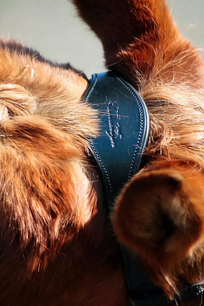 Оголовье трензельное с поводом Shadow, Tasmanya, cob