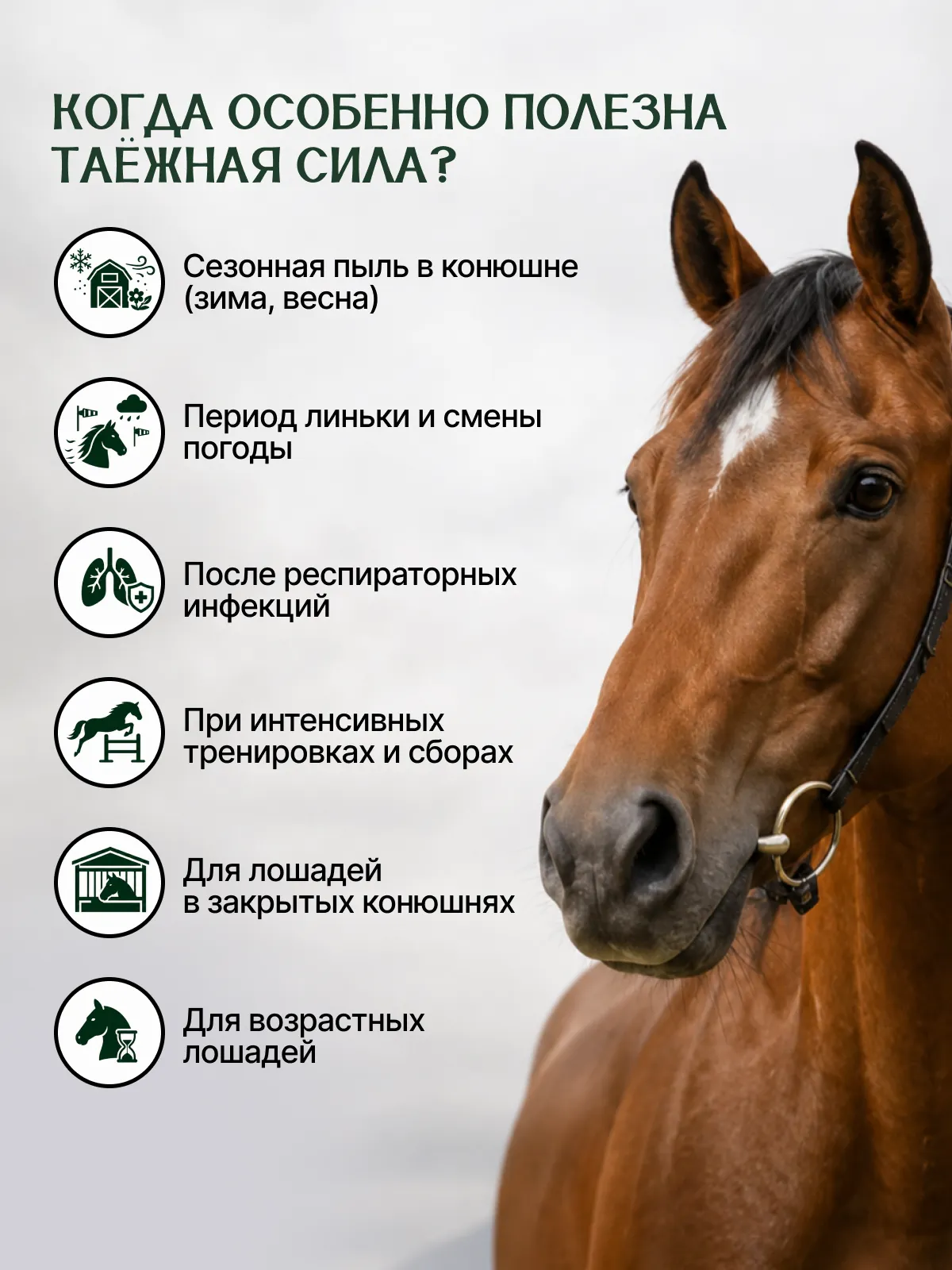 Натуральная кормовая добавка для лошадей "ТАЁЖНАЯ СИЛА"