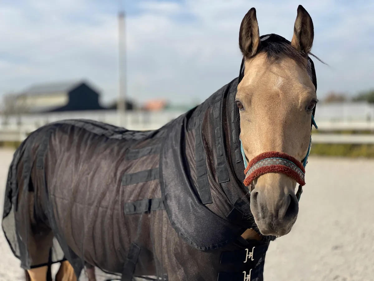 Магнитная попона 155