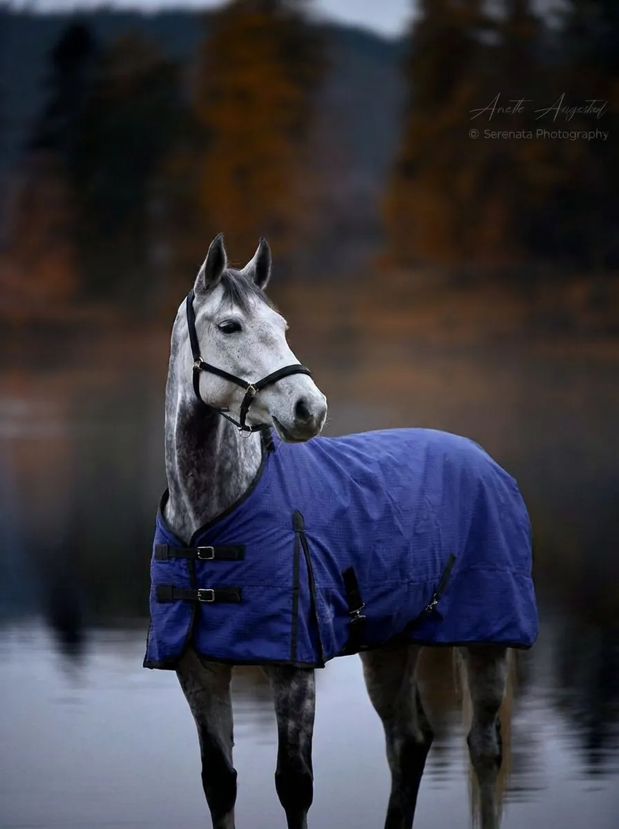 Попона вафельная для лошади ОколоКони, цвет синий, р-р 145