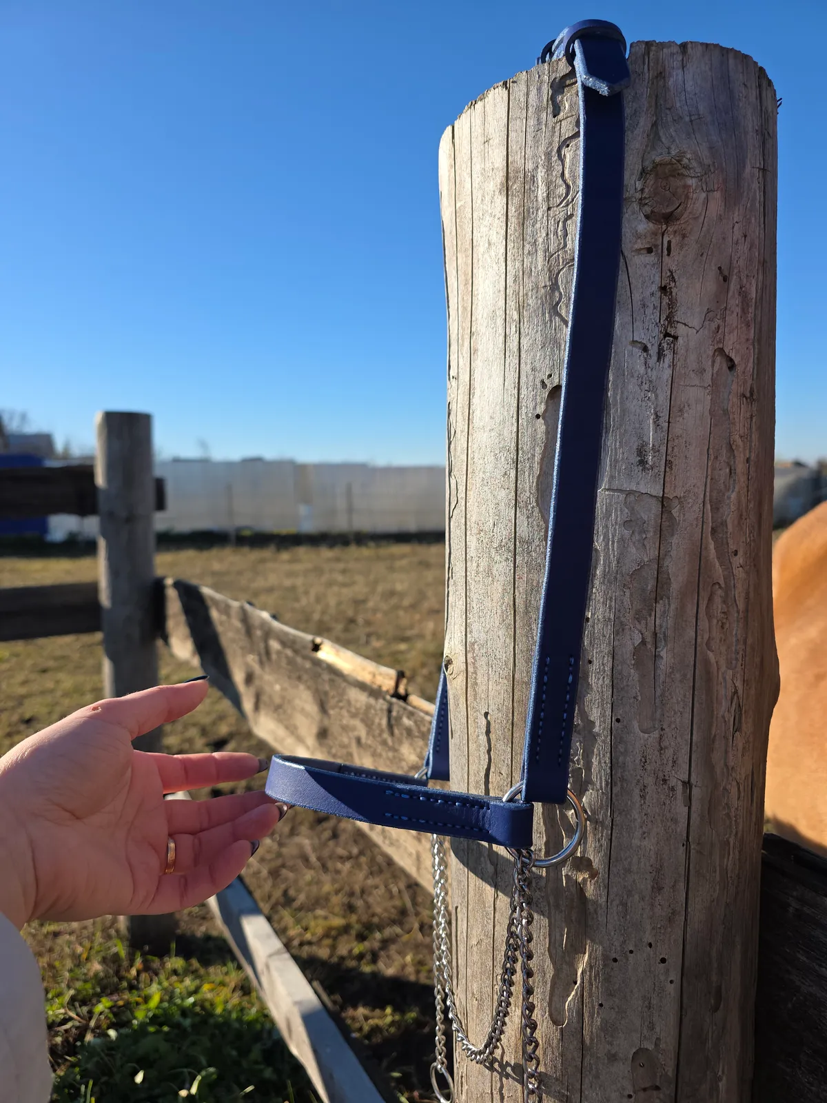 Выводной недоуздок COB