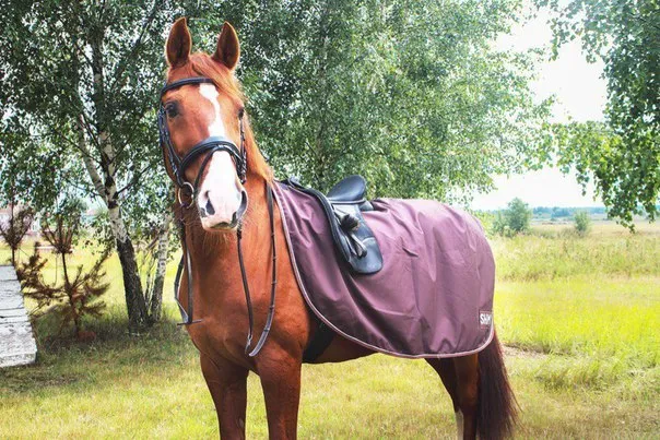 Полупопона дождевая