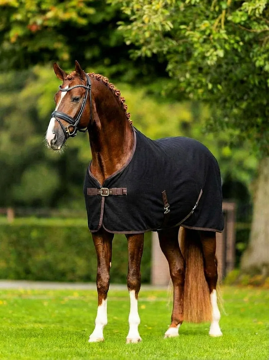 Попона шерстяная для лошади ОколоКони, цвет черный, р-р 135