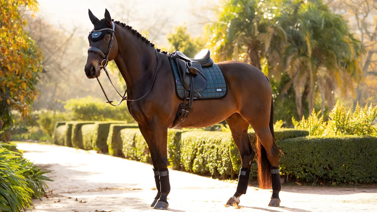 Вальтрап выездковый LeMieux Rhone Petrol + бинты (Комплект)