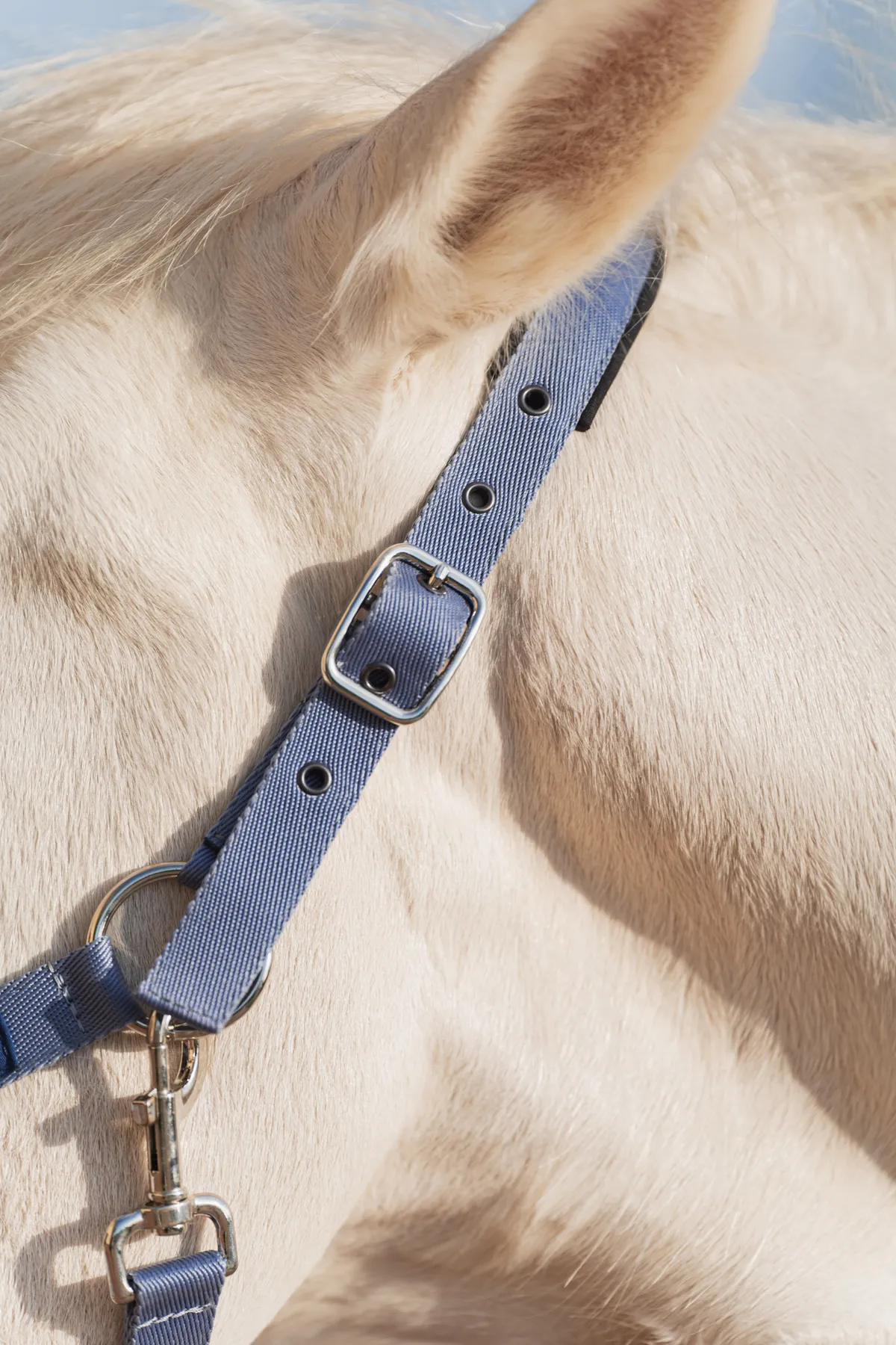 Недоуздок FAVORITE HORSE Comfort (голубой)