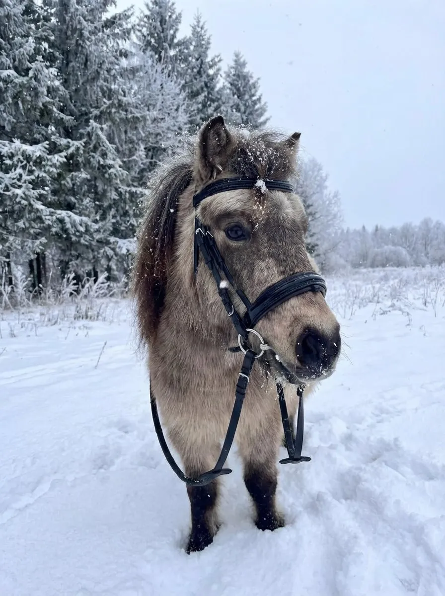 Трензельное оголовье для пони Лагуна HorsePlanet