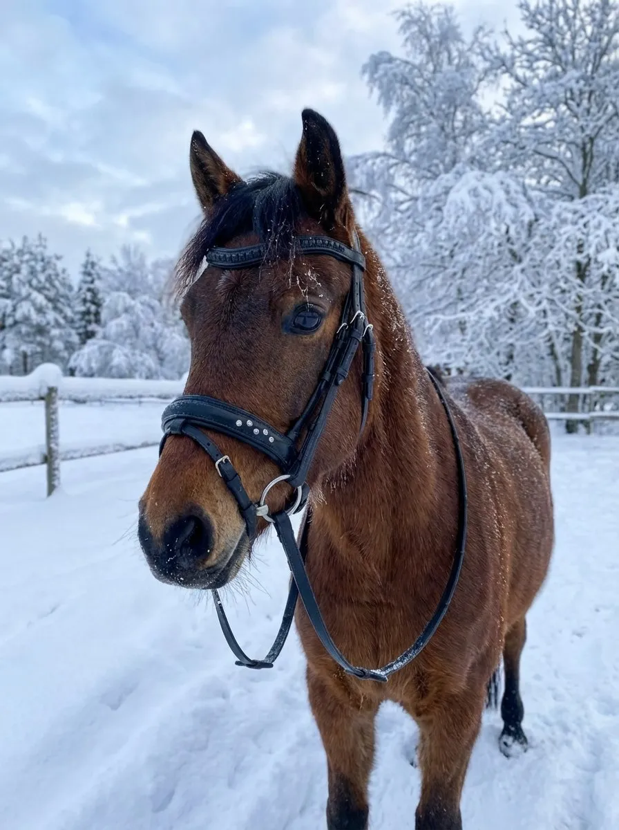 Трензельное оголовье для пони Лина HorsePlanet
