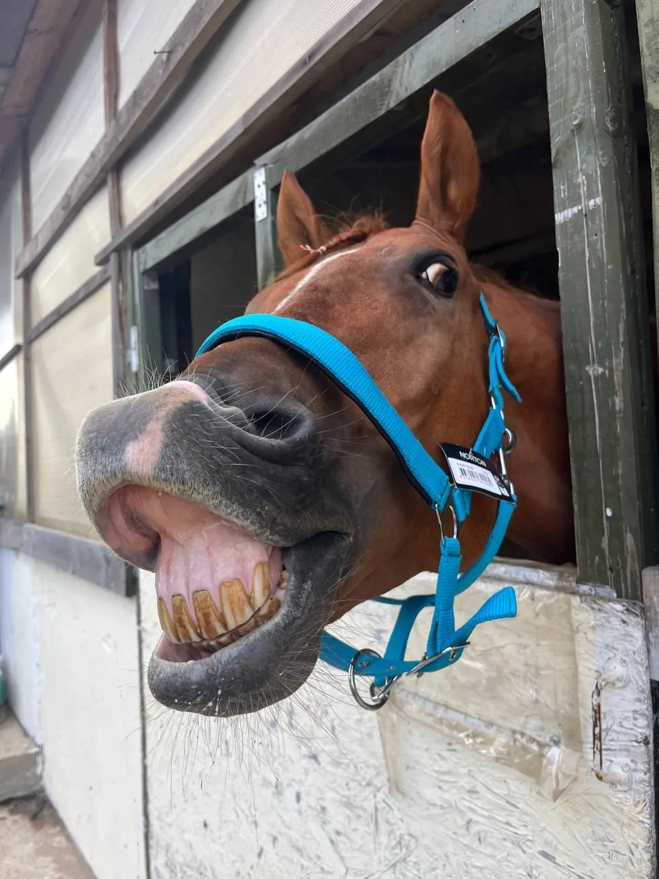 Недоуздок неон Norton бирюзовый фулл