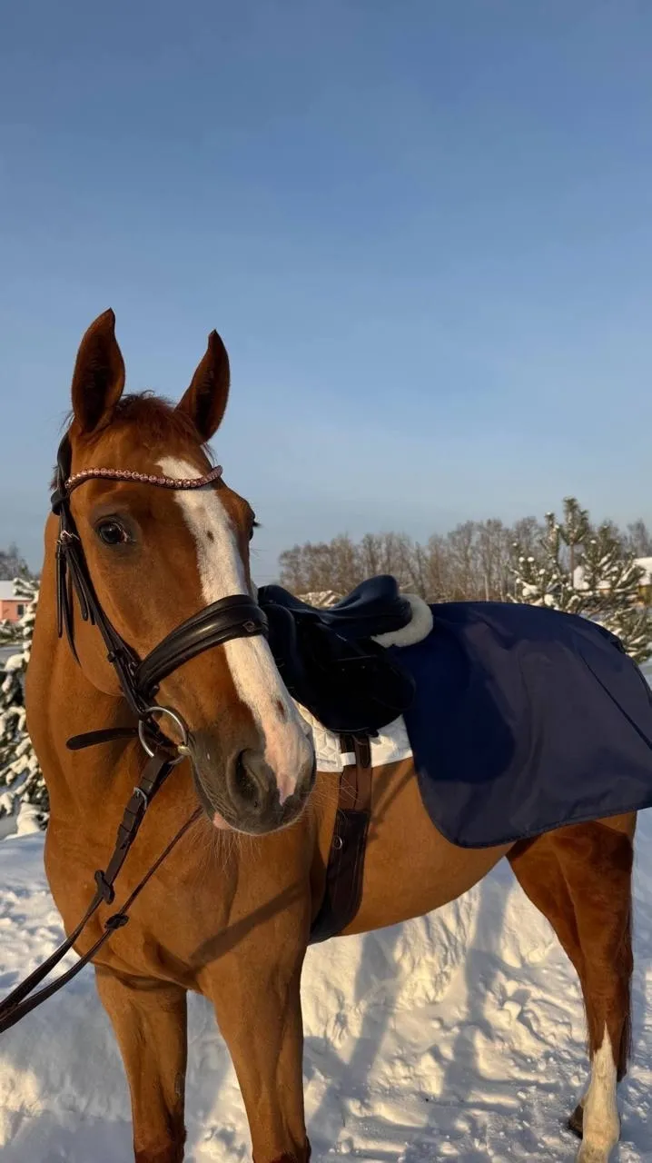 Полупопона Equishop для тренировок черная 145 см