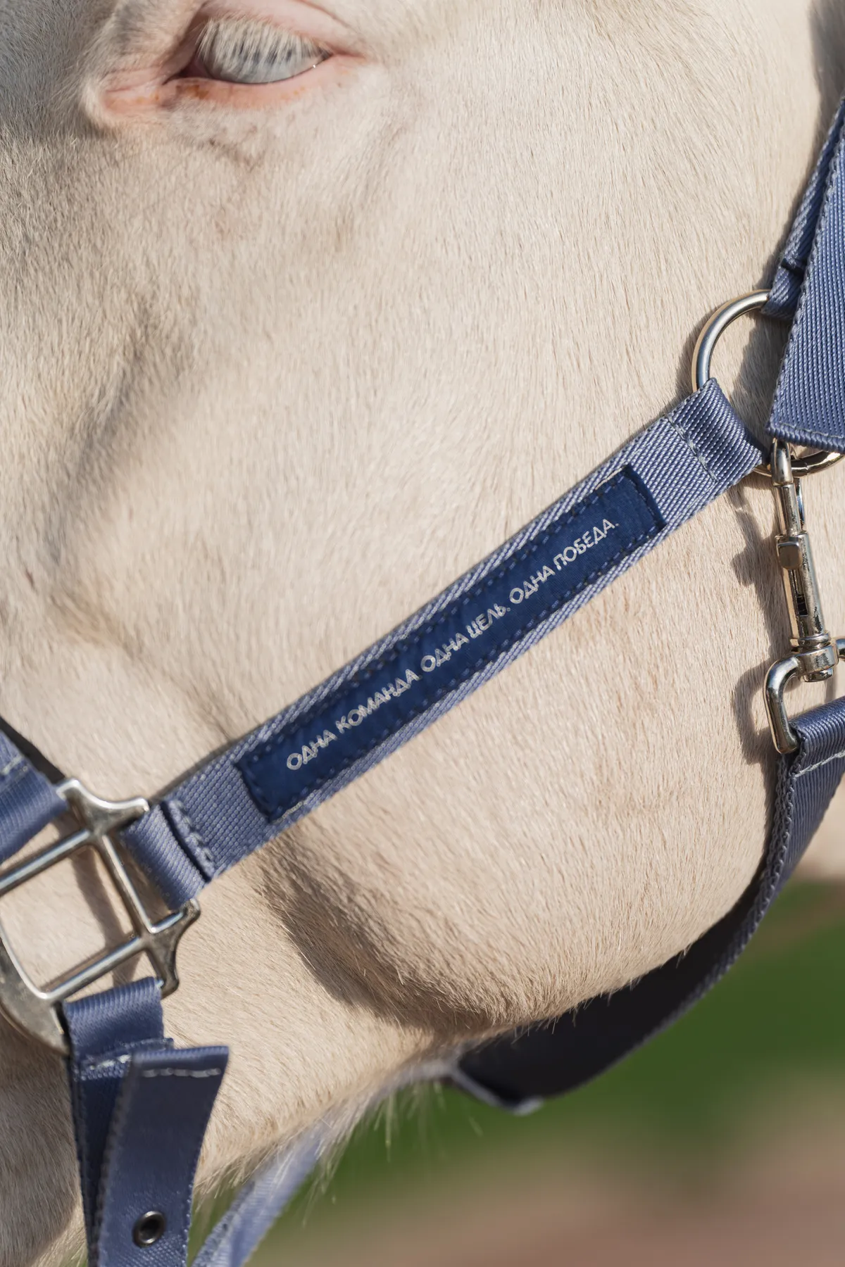 Недоуздок FAVORITE HORSE Comfort (голубой)