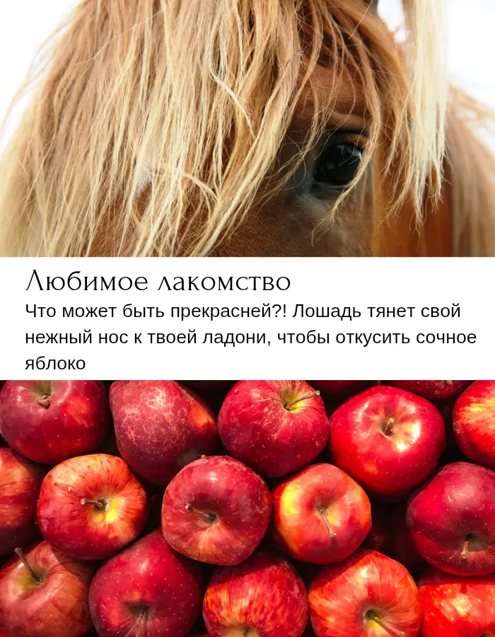 Ароматический диффузор "Любимое лакомство"