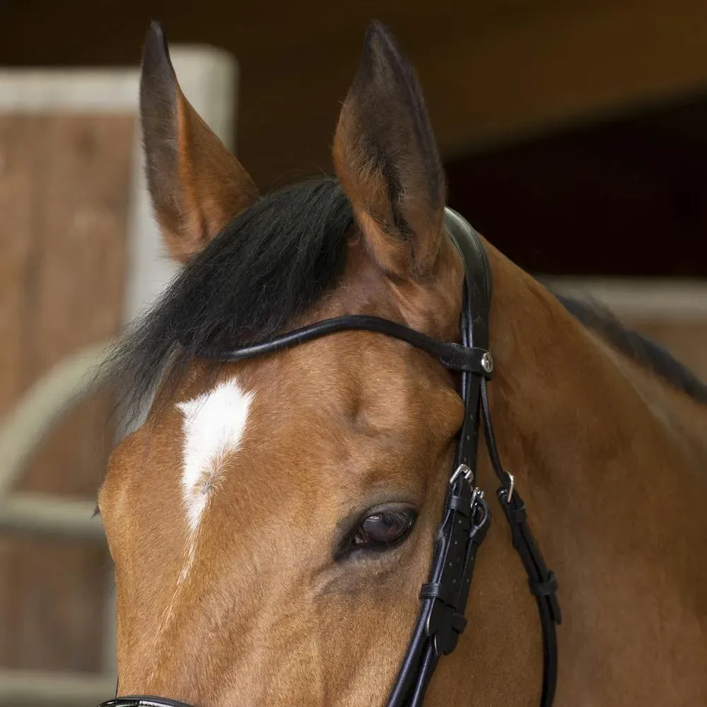 Оголовье мундштучное NORTON PRO WEYMOUTH, лаковый капсюль, full