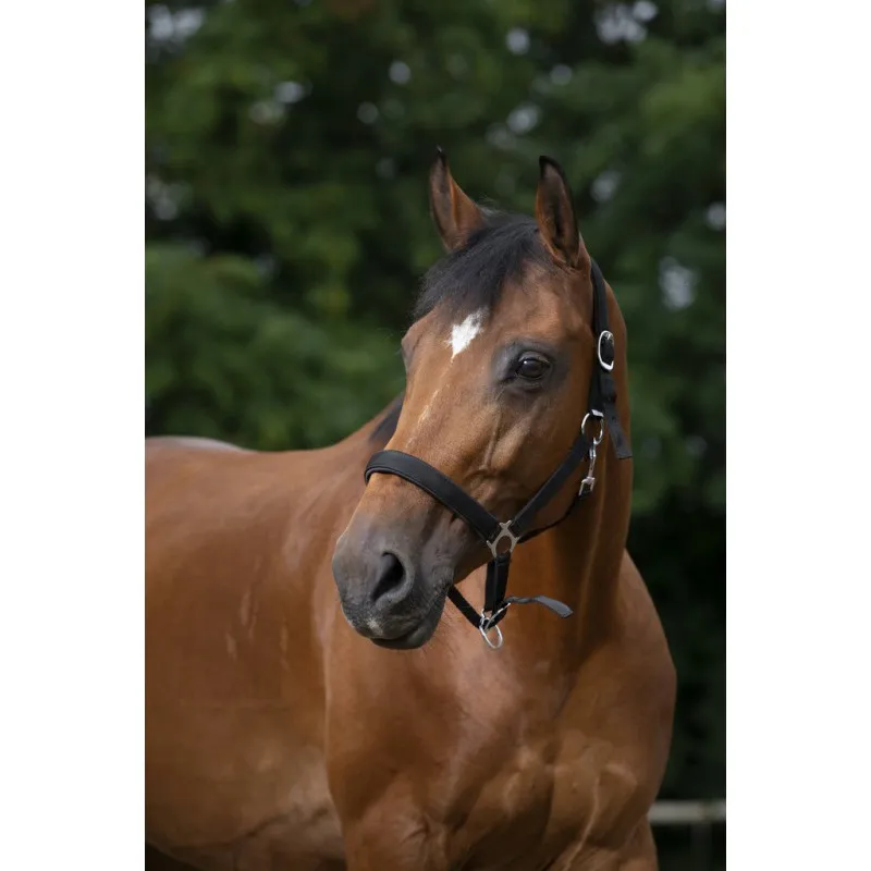 Недоуздок NORTON NYLON