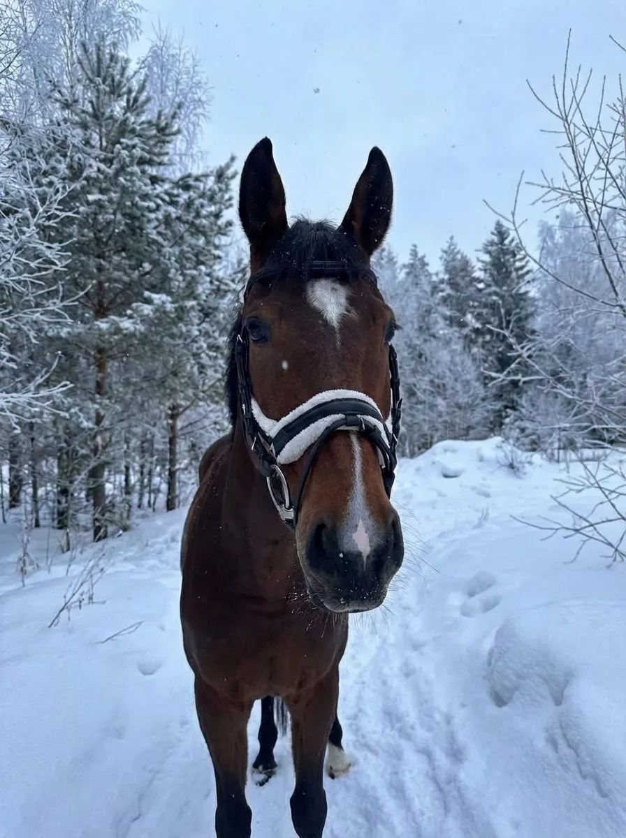 Трензельное оголовье с мехом Комфорт HorsePlanet (Cob, Черный)