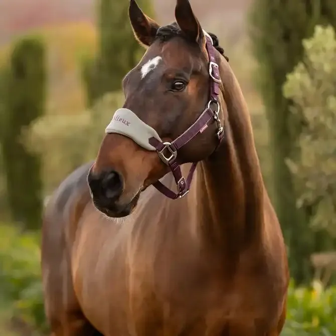 Недоуздок Le Mieux