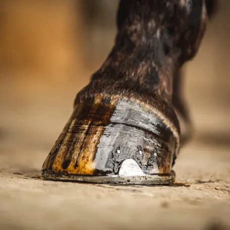 Масло Hoof oil