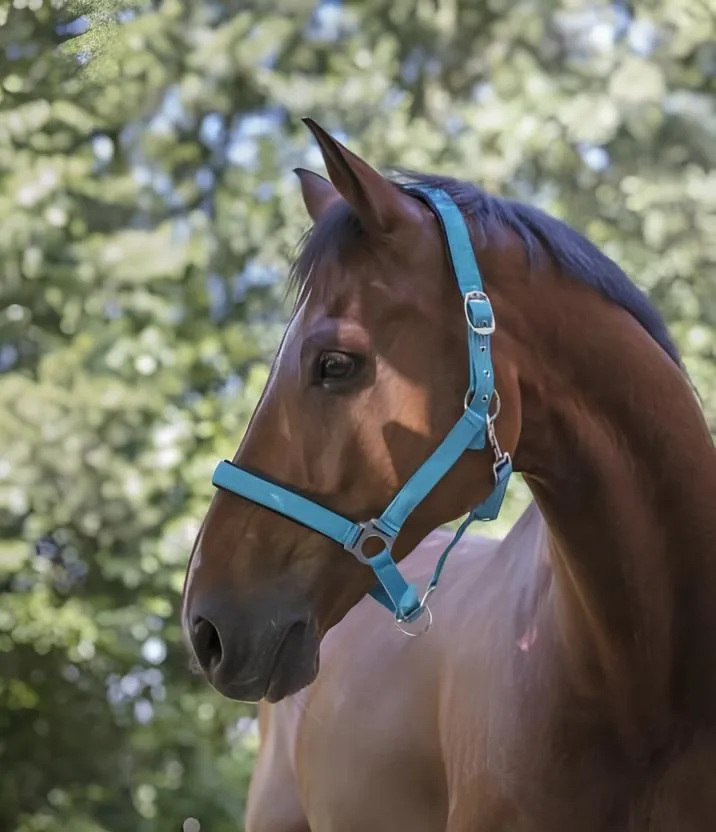 Недоуздок неон Norton бирюзовый фулл