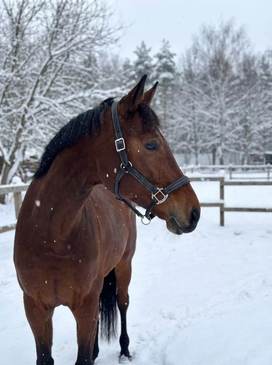 Кожаный недоуздок Галант HorsePlanet