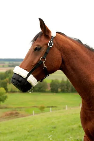Намордник Teddy