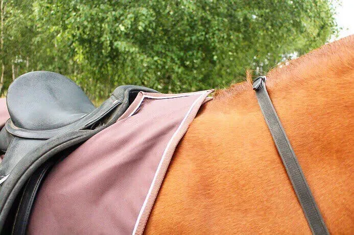 Полупопона дождевая