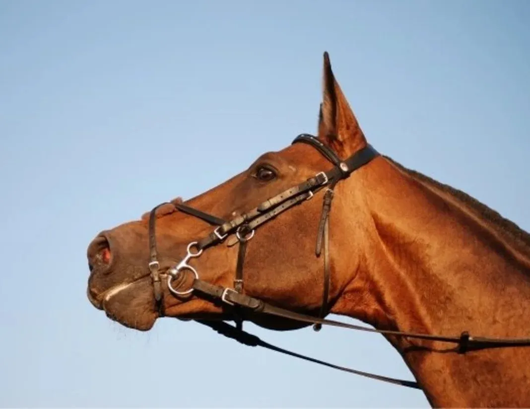 Трензель Боше с французской восьмеркой