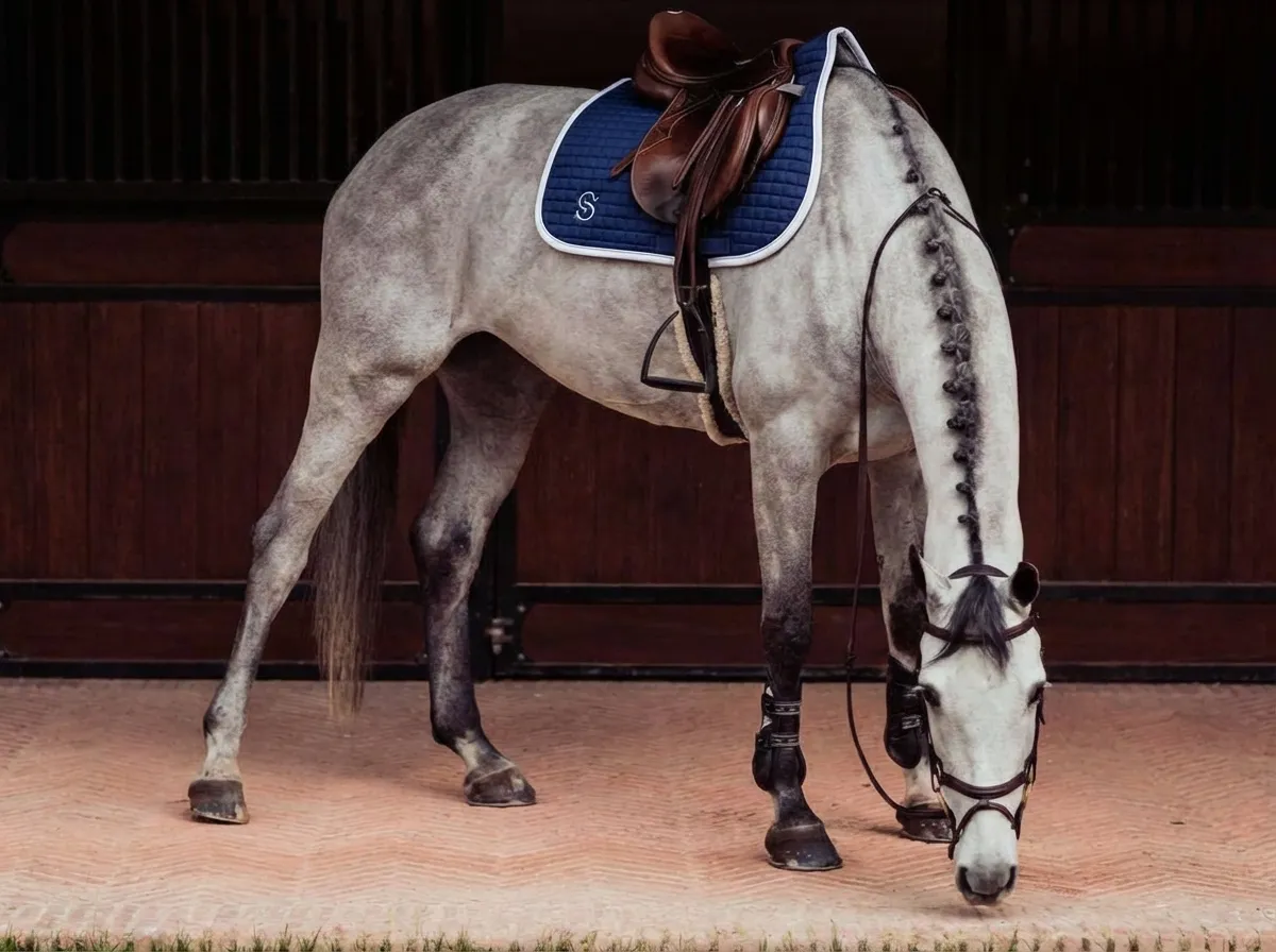Вальтрап конкурный для лошади с логотипом ОколоКони, цвет синий, софтшел
