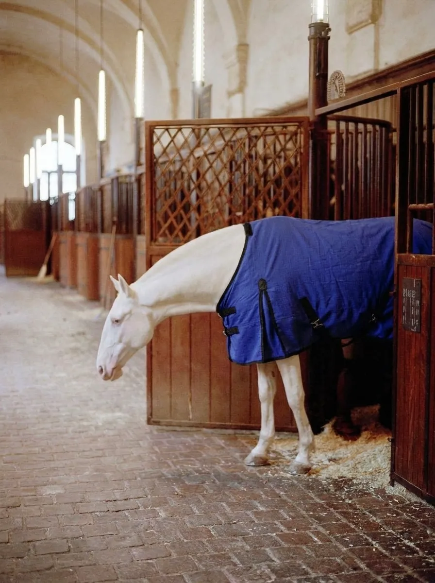 Попона вафельная для лошади ОколоКони, цвет синий, р-р 135