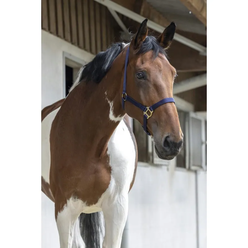 Недоуздок RIDING WORLD (Красный, Cob)