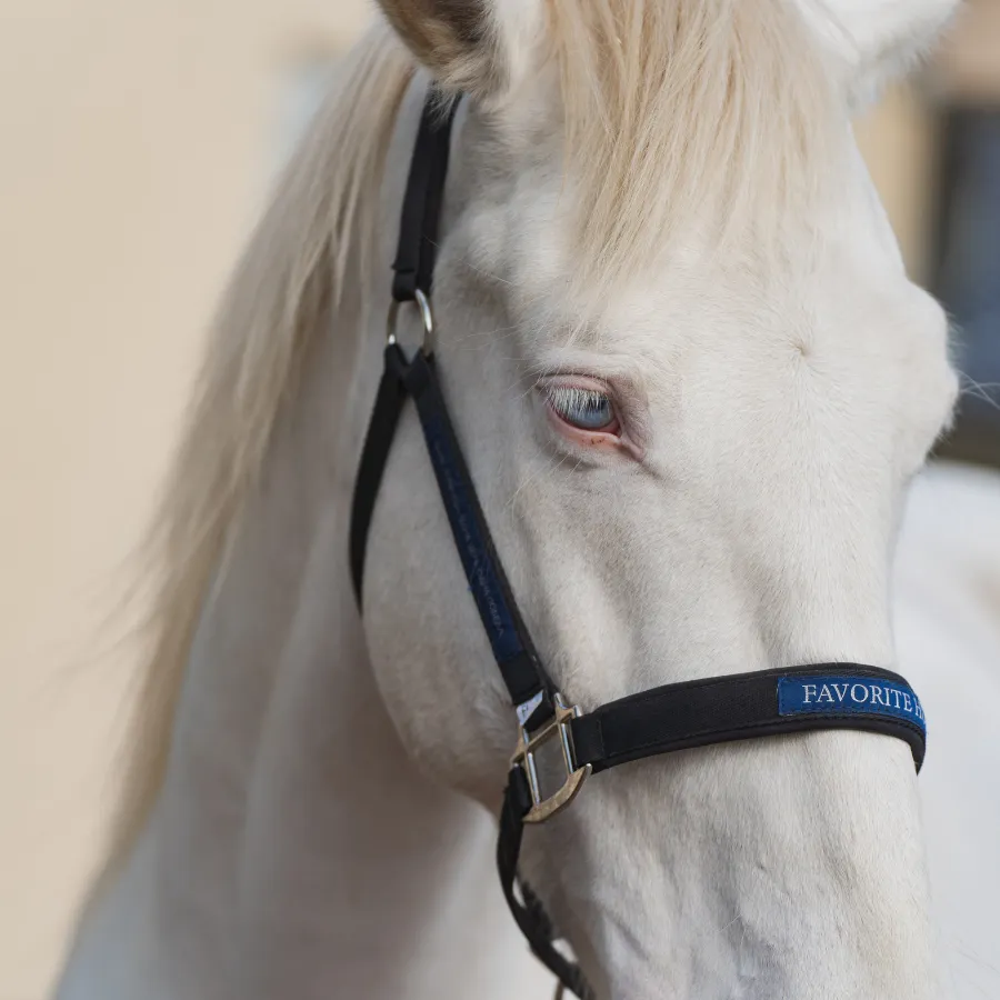 Недоуздок FAVORITE HORSE Comfort 
