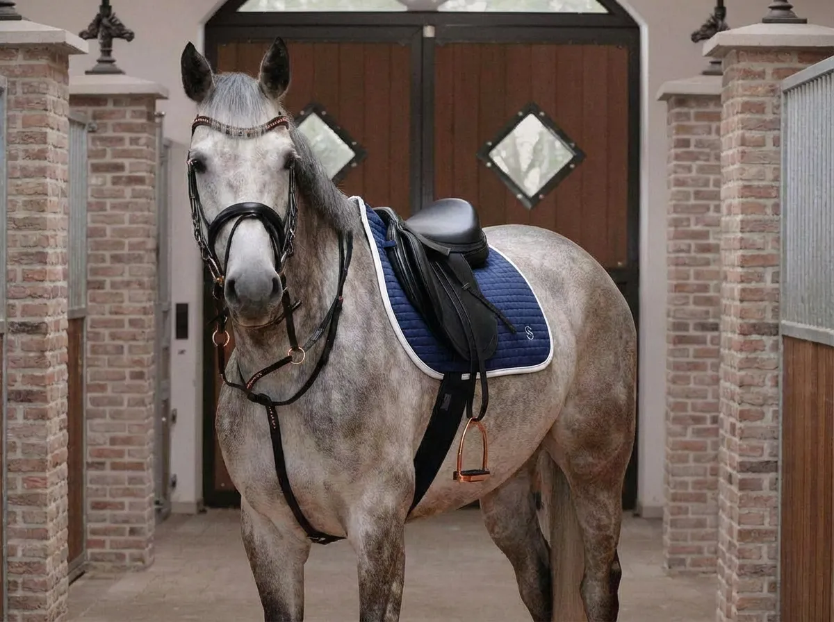 Вальтрап конкурный для лошади с логотипом ОколоКони, цвет синий, софтшел