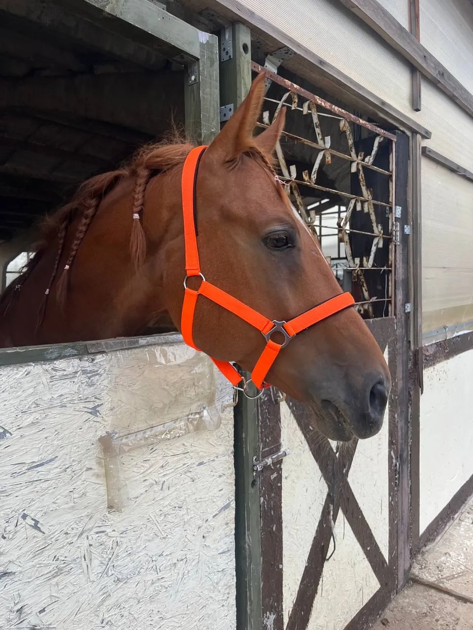 Недоуздок неон Norton оранжевый коб