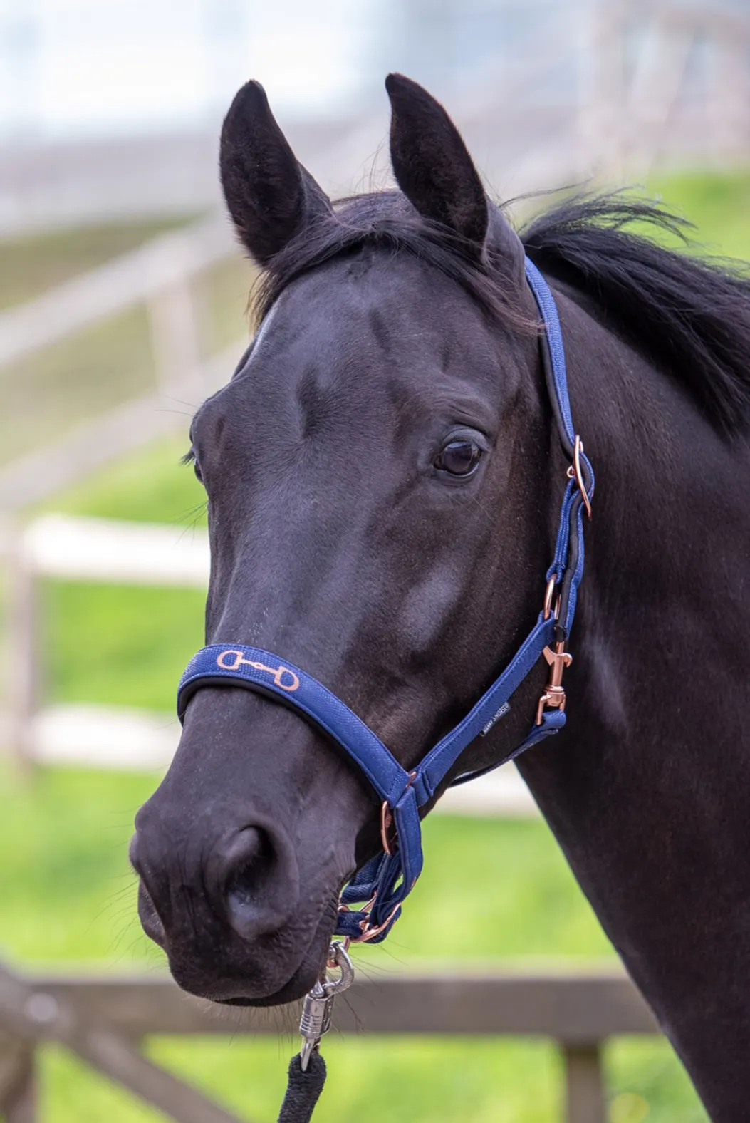 Недоуздок для лошади Bit (Harry's Horse Голландия)