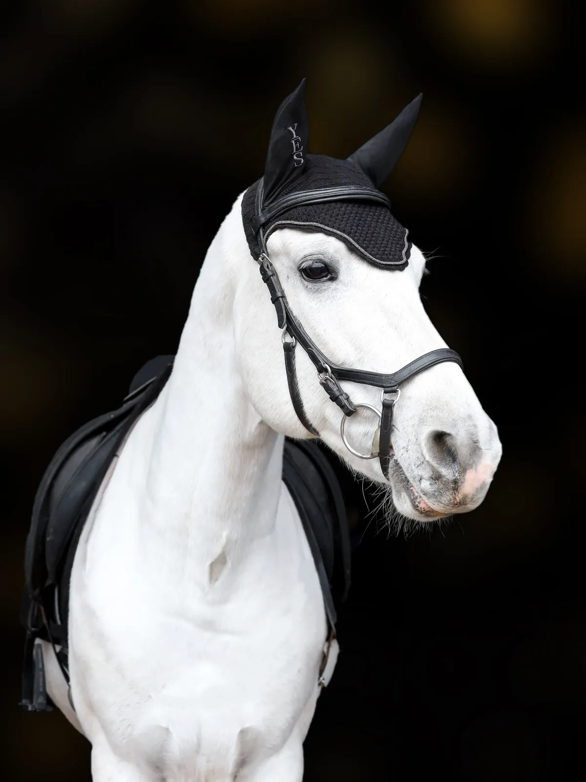 Вальтрап • Weightless • (Черный | выездка )