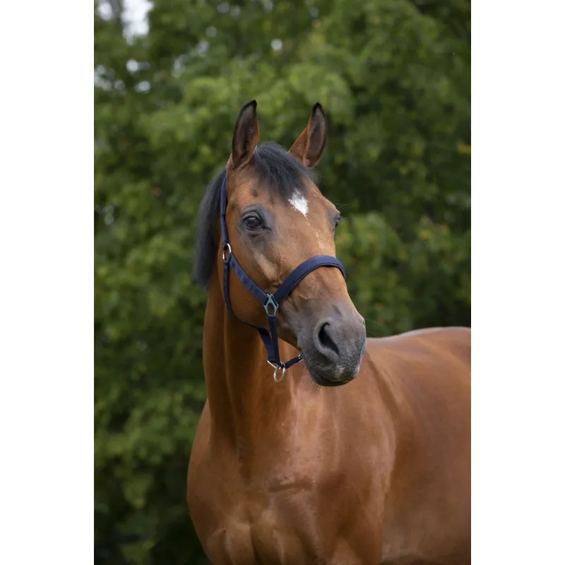 Недоуздок NORTON NYLON