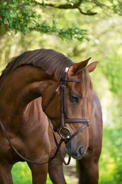 Оголовье Classic