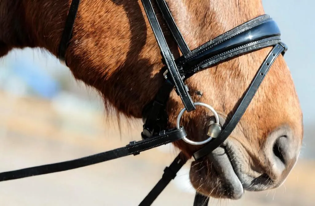 Оголовье трензельное с поводом Shadow, Tasmanya, cob
