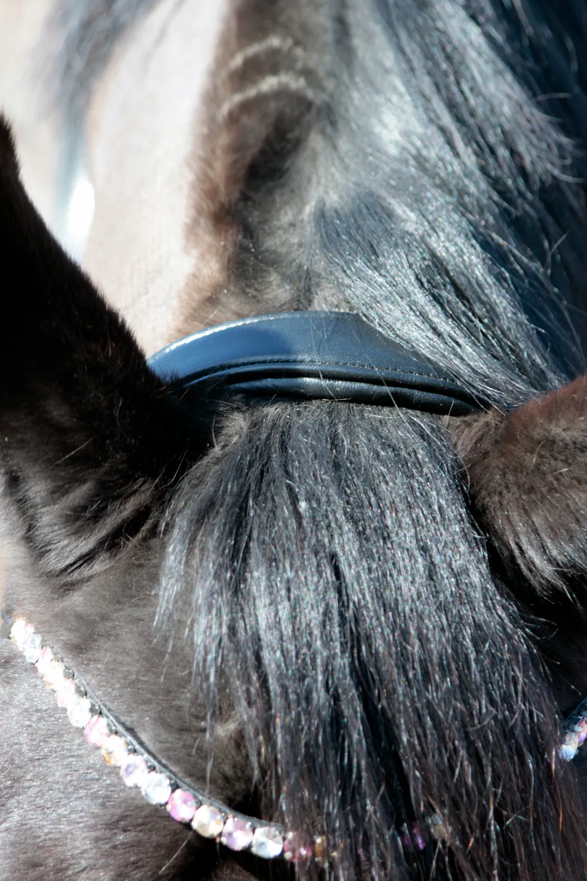 Оголовье с поводом Nora Tasmanya, full