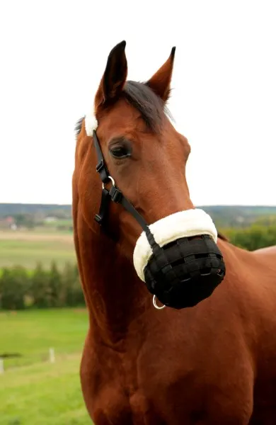 Намордник Teddy