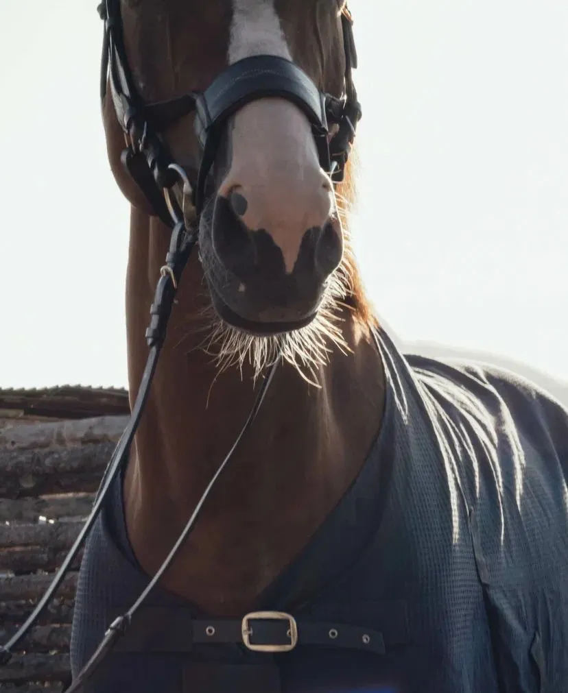 Попона вафельная