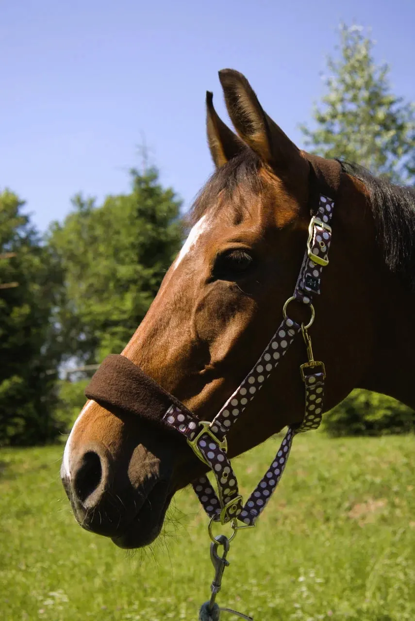 Недоуздок Мелоди HorsePlanet (Pony, Круги)