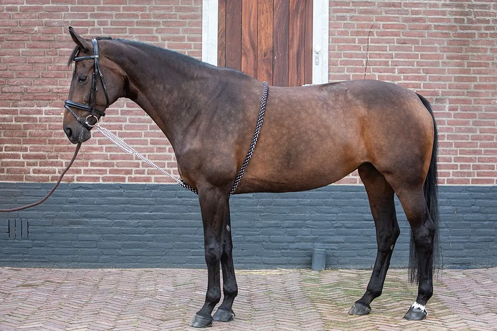 Лонжа для лошади кордовый помощник Harry's Horse Чёрно-белая (XL)