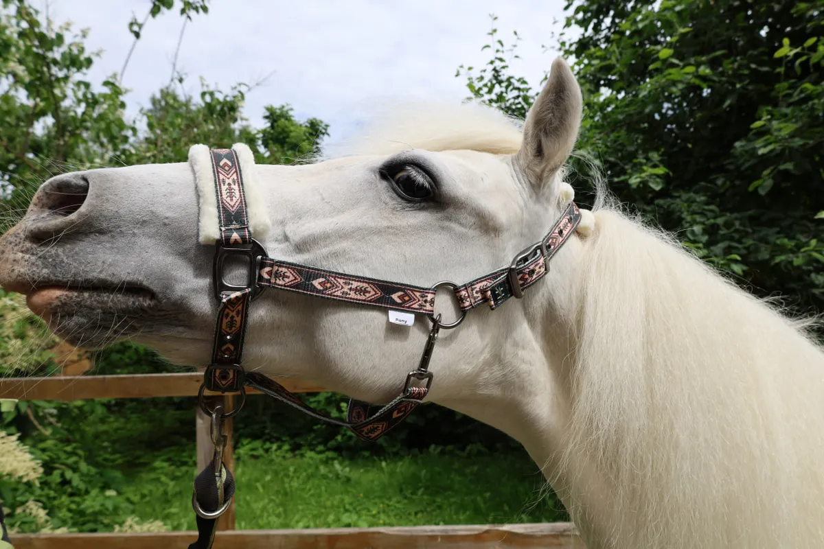 Недоуздок с мехом Флаффи (Cob, Запад)