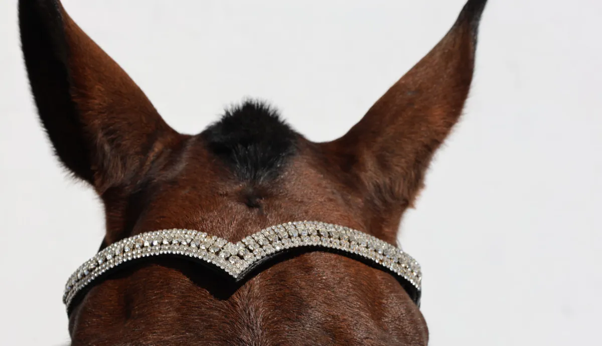 Оголовье безтрензельное HorsePlanet (Cob)
