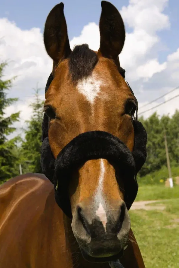 Недоуздок с мехом Камило HorsePlanet (Pony, Черный)